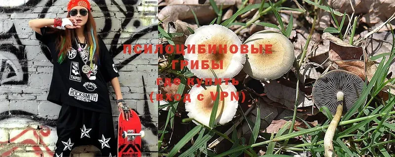 наркотики  Копейск  Галлюциногенные грибы Psilocybe 